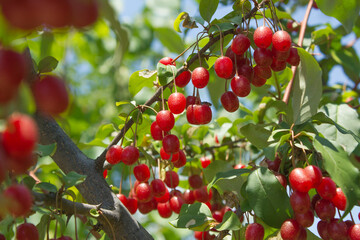 Ripe Autumn Olive Berries (Elaeagnus Umbellata) growing on a branch . oleaster