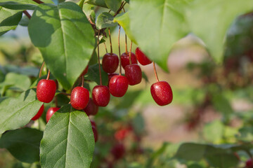 Ripe Autumn Olive Berries (Elaeagnus Umbellata) growing on a branch . oleaster