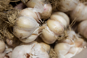 Garlic harvest, growing vegetable, agriculture background