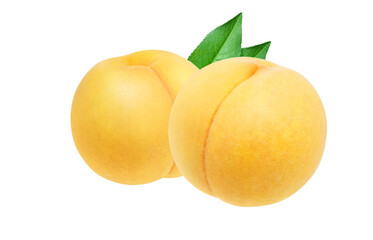 黄金桃のイラスト リアル 白バック