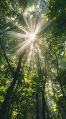 Sunlight rays breaking through lush forest canopy