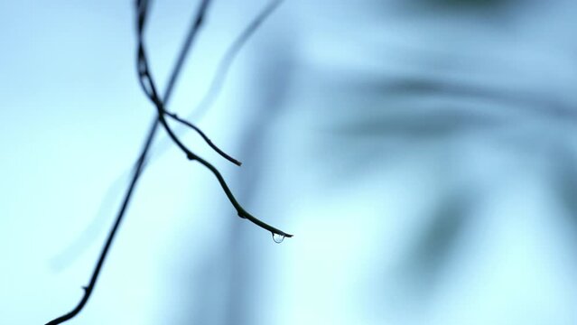 ツルの先の雨粒と揺れる葉　　 s