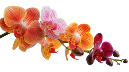 Colored orchid isolated on a transparent background