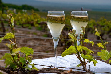 Tasting of brut champagne sparkling wine outdoor with view on pinot noir gran cru vineyards of famous champagne houses in Montagne de Reims by Verzenay, Champagne, France