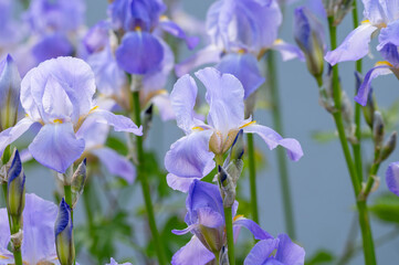 Lilac blue iris flowers, spring blossom of colorful irises in Provence, South of France, nature background