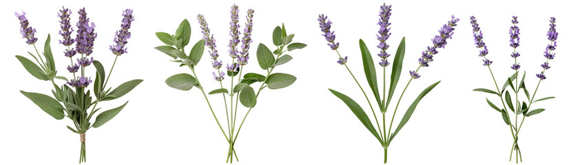 Fototapeta premium 3D rendering of a lavender plant with purple flowers on a transparent background.