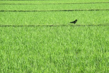 カラスのいる田