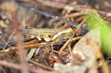 Melanoplus sits in the grass. Macro photo of a grasshopper.