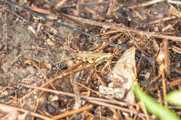 Melanoplus sits in the grass. Macro photo of a grasshopper.