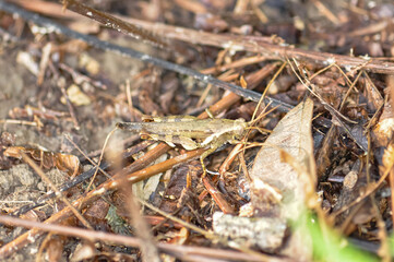Melanoplus sits in the grass. Macro photo of a grasshopper.