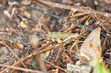 Melanoplus sits in the grass. Macro photo of a grasshopper.