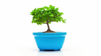 Bonsai tree in a pot, isolated on white background.