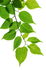 Fototapeta premium Green leaves of a plant on a transparent background