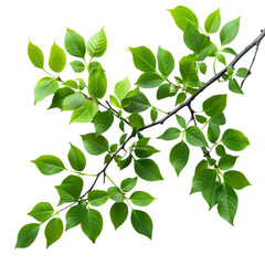 Fototapeta premium Green leaves of a plant on a transparent background