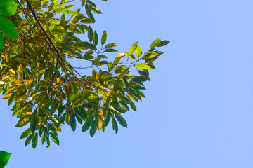 Durian tree, Fresh durian fruit on the tree, Durian is the king of fruits, Asian tropical fruit.