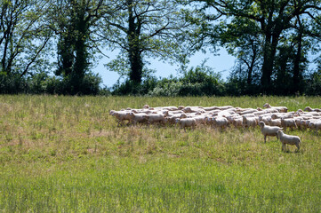 Fototapeta premium Green pastures with grazing sheeps in Perigord Limousin Regional Natural Park, Dordogne, France in spring