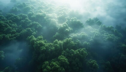 Naklejka premium Aerial view of lush green forest covered in morning fog. Serene nature, peaceful environment, and beautiful landscape captured at sunrise.