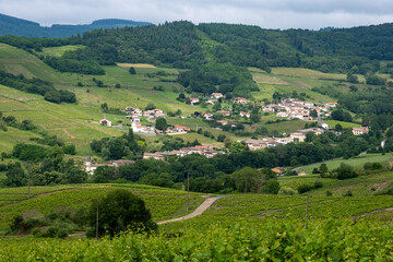 Naklejka premium Village dans le vignoble du Beaujolais (France)