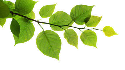 Fototapeta premium Green leaves of a tree branch isolated on transparent background