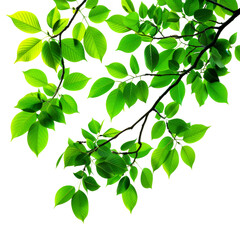 Green leaves of a tree on a transparent background.