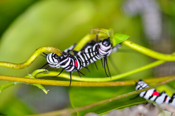 A Great Tree Nymph larva. Macro photo of a large beautiful caterpillar