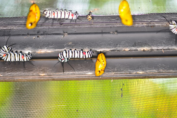 A Great Tree Nymph larva. Macro photo of a large beautiful caterpillar