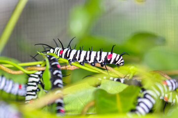 A Great Tree Nymph larva. Macro photo of a large beautiful caterpillar
