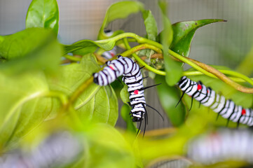 A Great Tree Nymph larva. Macro photo of a large beautiful caterpillar