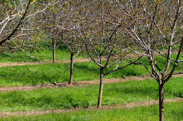 Fototapeta premium Plantation of high-quality PDO certified walnuts trees in Perigord Limousin Regional Natural Park, Dordogne, France in spring
