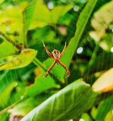 closeup of garden spider or argiope appensa hanging in its nest