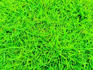 textured green field grass background