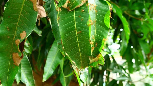 Orange gaster or Weaver or Green tree ant herd pulling leaf to make a nest of them on mango tree plant , Teamwork of insects