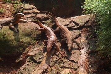 Flock of Water monitor lizard or Asian water monitor lizard (Varanus salvator) around the rocks.