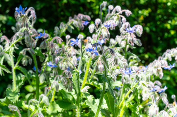 Wild blossom of borago officinalis edible medicinal plant on meadow