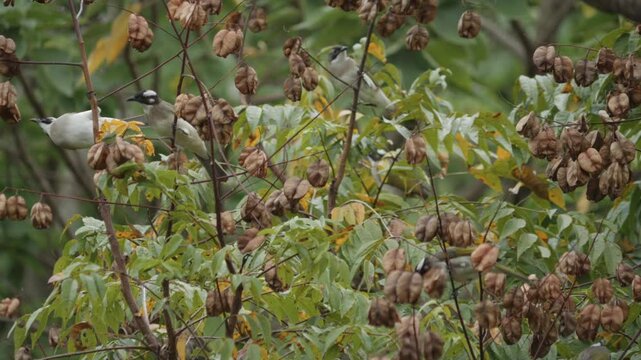 Flock of Light-Vented Bulbul Birds Feeding in a Tree, Taiwan Birding scene