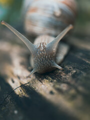 Roman burgundy snail (Helix Pomatia).