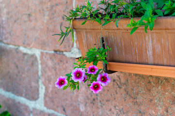 Flowers of colorful ornamental petunia plant in boxes mounted on wall