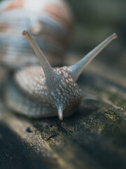 Roman burgundy snail (Helix Pomatia).