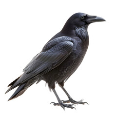 Fototapeta premium Detailed image of a black crow with glossy feathers and sharp beak isolated on transparency background, PNG cut out, standing in a natural position against .