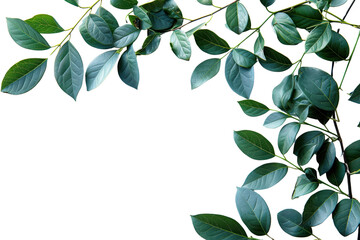 Green leaves on a branch isolated on a white background, perfect for nature and botanical themed projects.