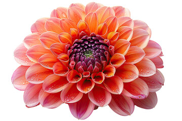 Close-up of a vibrant orange flower with dew droplets on petals, showcasing intricate details and natural beauty.