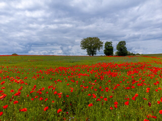 Colorful nature background, poppy and blue flax linen fields with many red poppy flowers, Charente, France in spring