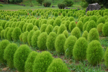 夏のコキアの幻想的な光景