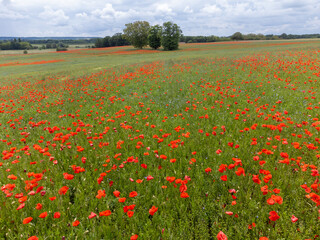 Colorful nature background, poppy and blue flax linen fields with many red poppy flowers, Charente, France in spring