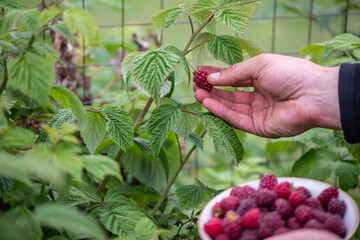 Gartenarbeit, Person pflückt frische Himbeeren vom Strauch, frisches Obst aus dem Garten
