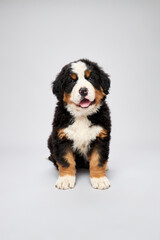 Studio shot of pedigreed puppy bernese mountain dog breed isolated on gray background.