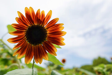 ブラウンのヒマワリの美しさ