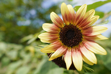 お洒落な色のヒマワリ