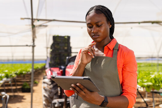 African American female farmer using tablet for managing hydroponic farm operations