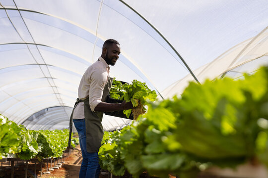 Harvesting fresh lettuce, farmer working in organic hydroponic vegetable greenhouse